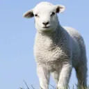 Christ, Our Passover, Was Sacrificed for Us