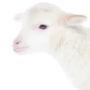 A lamb on a white background.