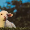 A lamb.
