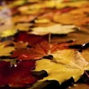 fall leaves of red, orange and yellow