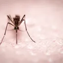 A mosquito