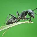 Upclose photo of an ant.
