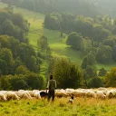 A shepherd with sheep in a green pasture.