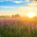 Sunset over a field of flowers.