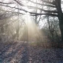 Sun rays coming through the forest.