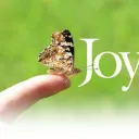 Joy in a Butterfly!