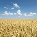 Field of golden wheat with blue sky and clouds