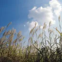 Wheat grass waving in the the blue sky.