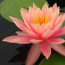 Life is in the Small Things