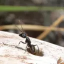An ant coming out of a log hole