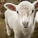 Mercy, Sacrifice and Glory