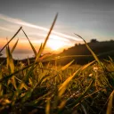 Sunlight through blades of tall grass.
