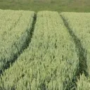 field of green wheat