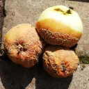 Society's Five Rotten Apples: Part 2-A Pill Without a Prayer
