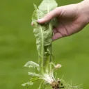 A Crucial Factor in Producing Fruit: Eradicate the Weeds of Sin