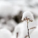 Fresh white snow on top of a small plant.