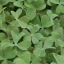 Patch of clovers
