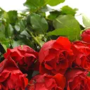 A bundle of roses.