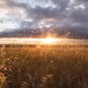 Sunrise over a field.