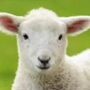 Why Is Jesus Christ Called "Our Passover"?