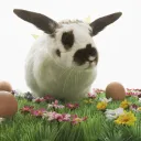 A black and white bunny rabbit in green grass surrounded by colored Easter eggs.