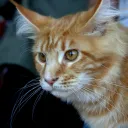 an orange cat's face