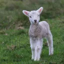 a lamb standing in the grass
