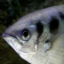 an archer fish in dark water