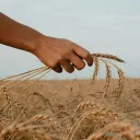 Field of wheat with a hand holding several stalks of wheat