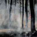 Photo of burned trees in forest.
