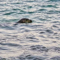 a seal in the ocean