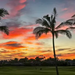 palm trees at sunset