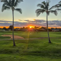 a green field with palm trees and a sunset on the horizon