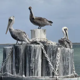 2024 Feast of Tabernacles Aransas Pass, Texas three pelicans sitting atop a water fountain