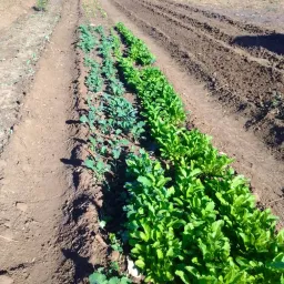 New growth on the farm a line of green crops