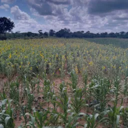 A field watered from the enhanced well a growing field of crops