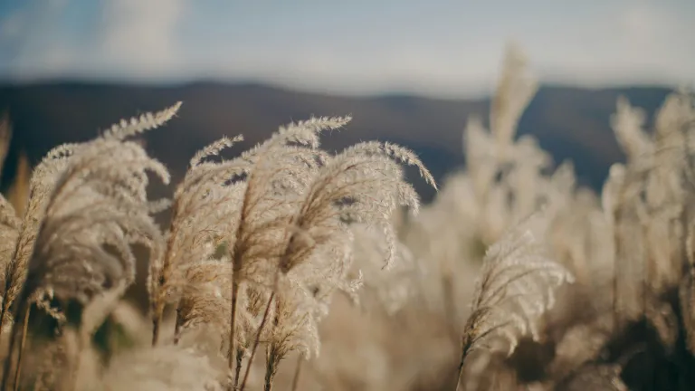stalks of grain with hills in the background