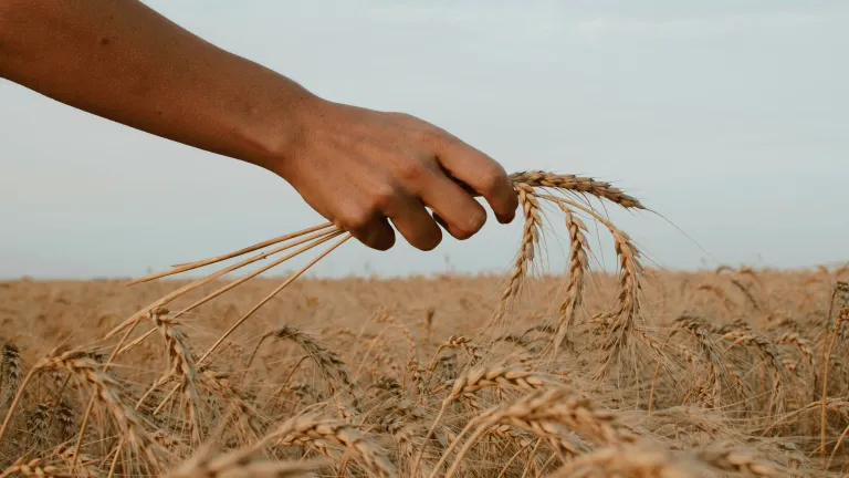 a hand holding a few stalks of wheat over a wheat field