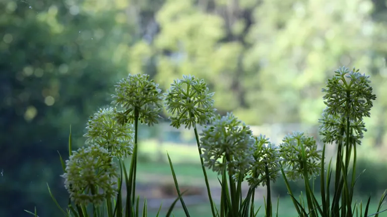 white flowers against a green and white backdrop