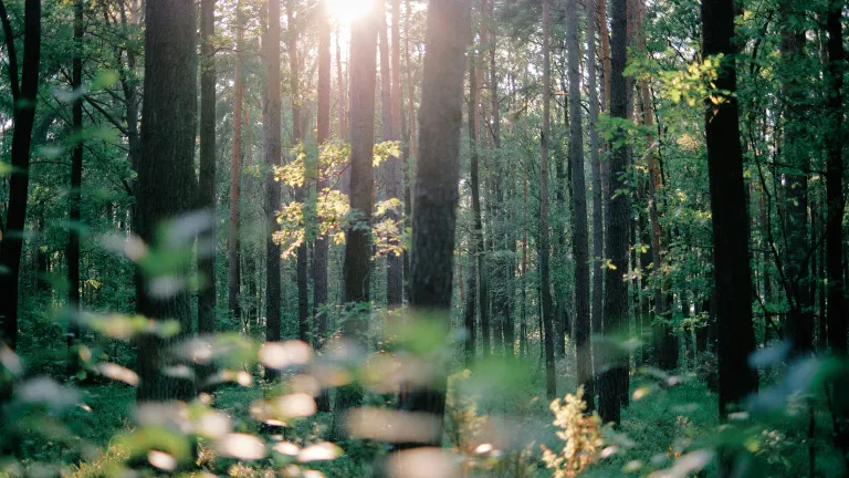 a forest with a patch of sunlight peeking through