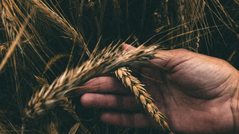 God's instruction has not changed; the count to Pentecost begins with the offering of the wave-sheaf on the Sunday during Unleavened Bread. a pair of hands examining some grain