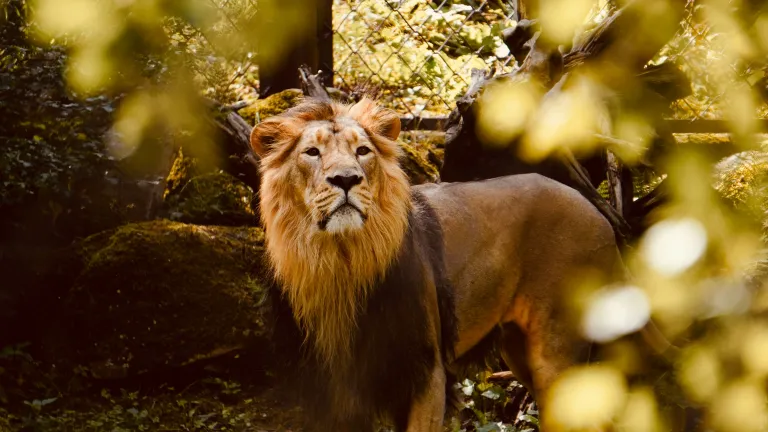 Lion standing and looking up