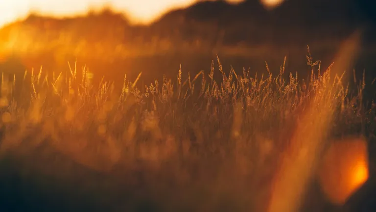Sunlight coming through a wheat field.