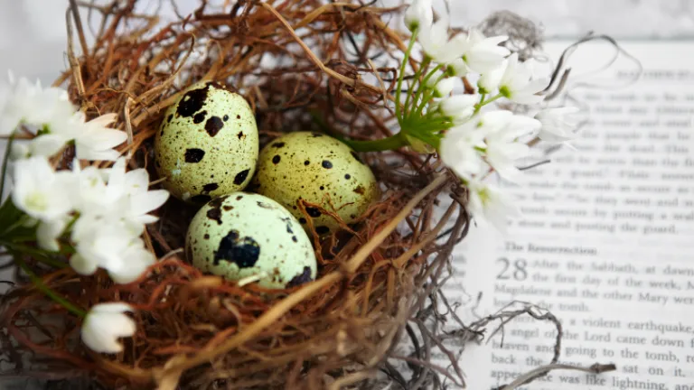 A basket with Easter eggs on a Bible.