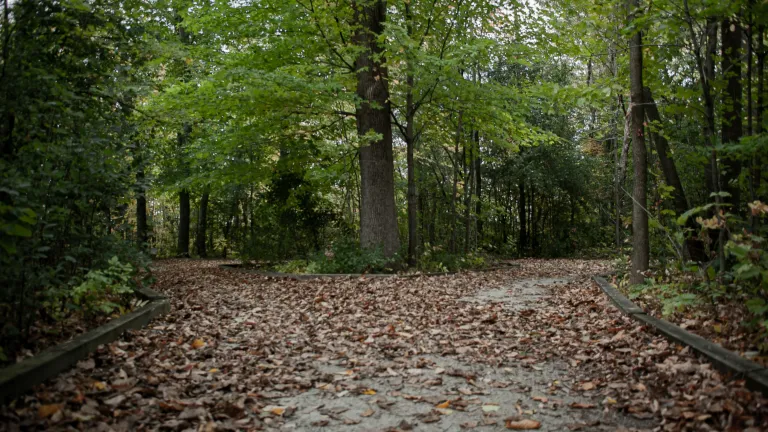 Every day presents choices—but when the path splits, using God’s guidance through prayer, Scripture, and sound counsel can help lead us in the right direction. Let Him guide your steps with wisdom and purpose. A path covered in leaves that splits and goes two directions.