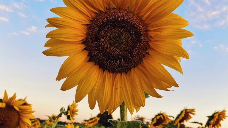 Up close of a sunflower.