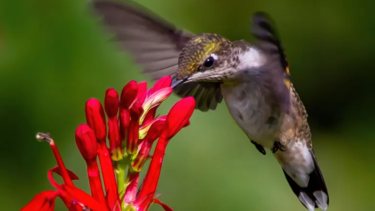 One nature photographer dubbed hummingbirds “flying jewels,” and that’s what they look like with their iridescent feathers that sparkle and change colors depending on the angle of the light. A hummingbird feeding at a flower.