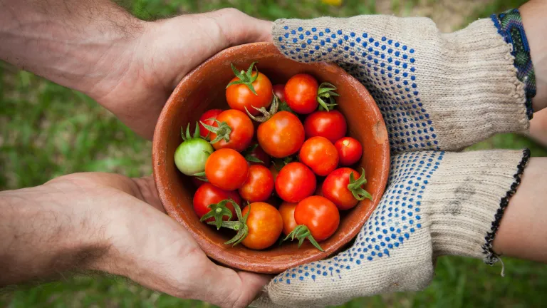 two pairs of hands holding a bowl of tomatoes