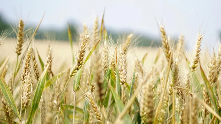 a field of wheat