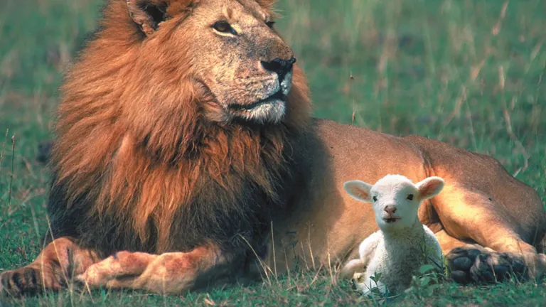 a lion and a lamb lying on the grass beside one another
